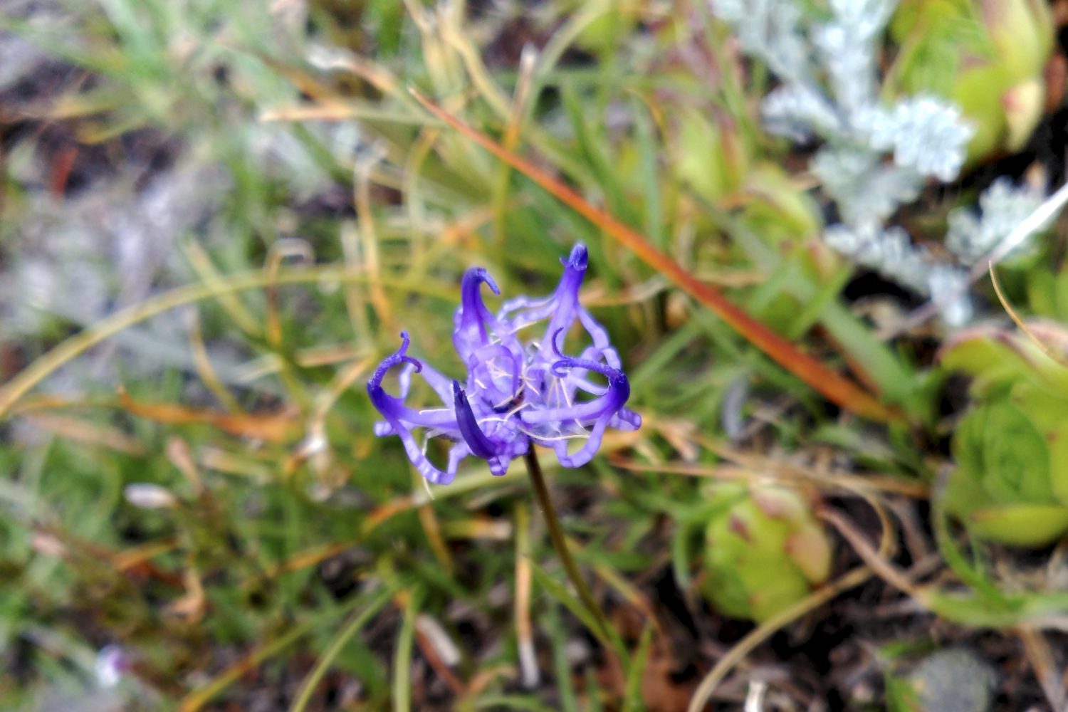 Raiponce hémisphérique, séjour accompagné