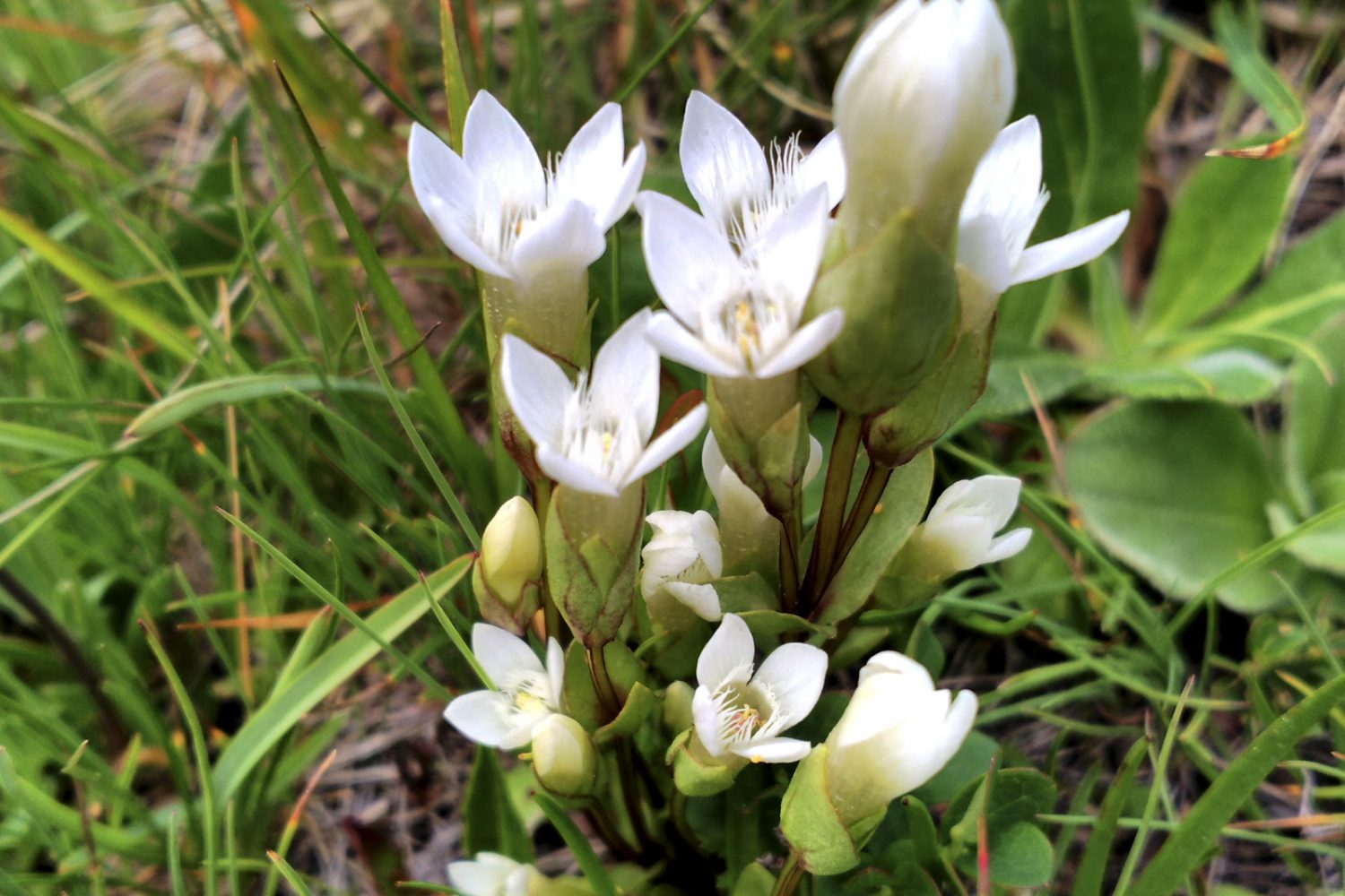 tour de la clarée accompagné, gentiane campestris