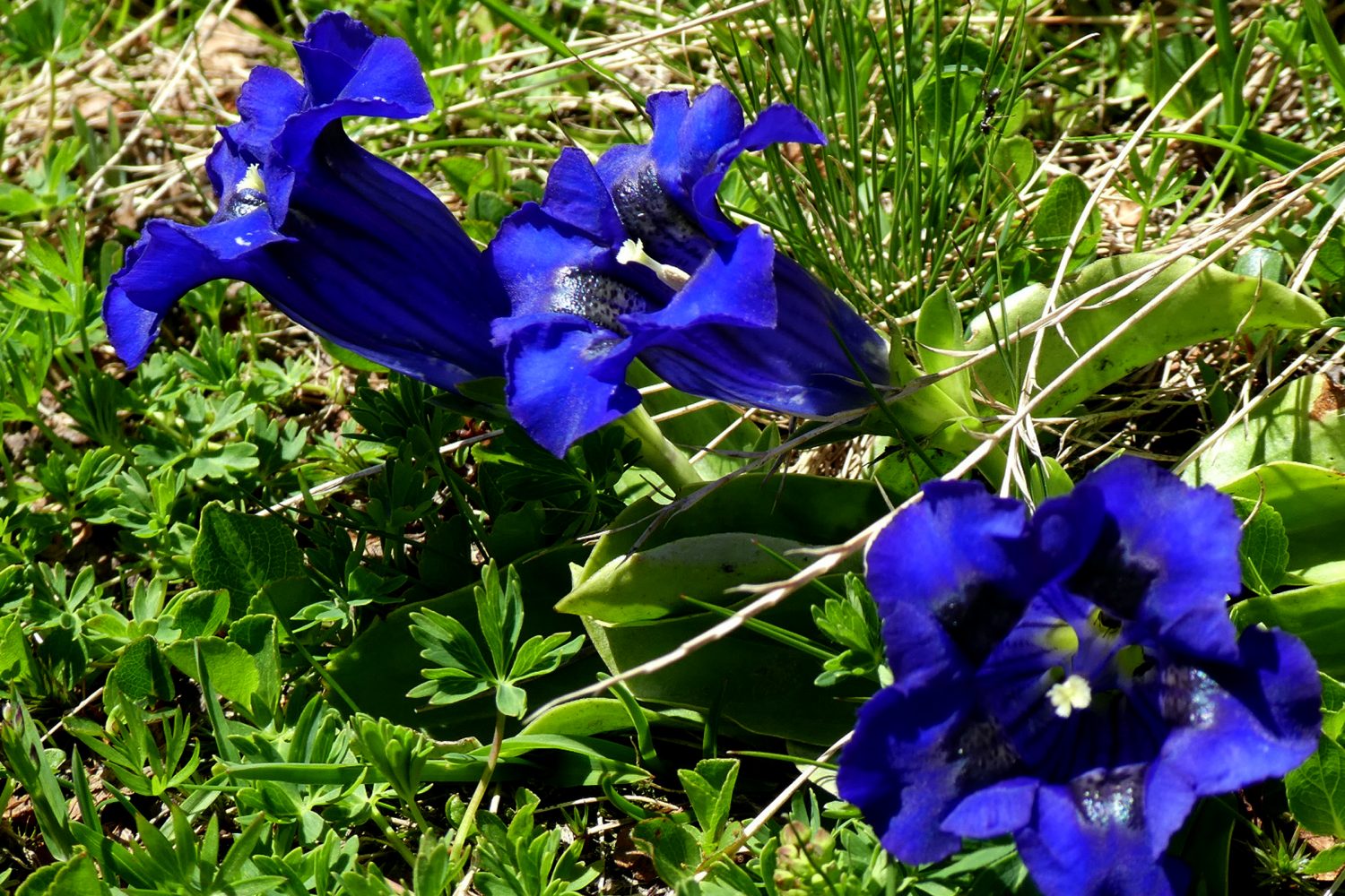  tour du viso, gentiane