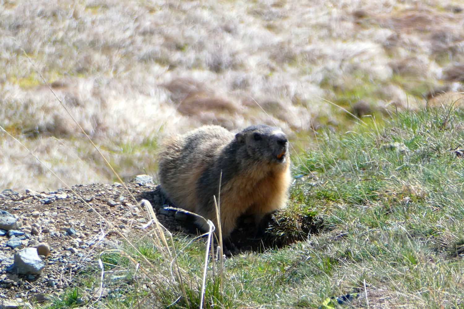 marmotte alpes